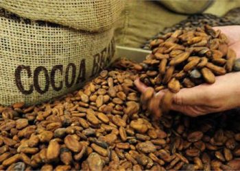 نحوه تولید شکلات از دانه های کاکائو