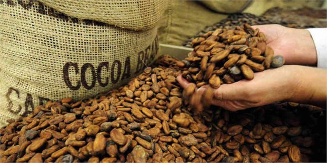نحوه تولید شکلات از دانه های کاکائو