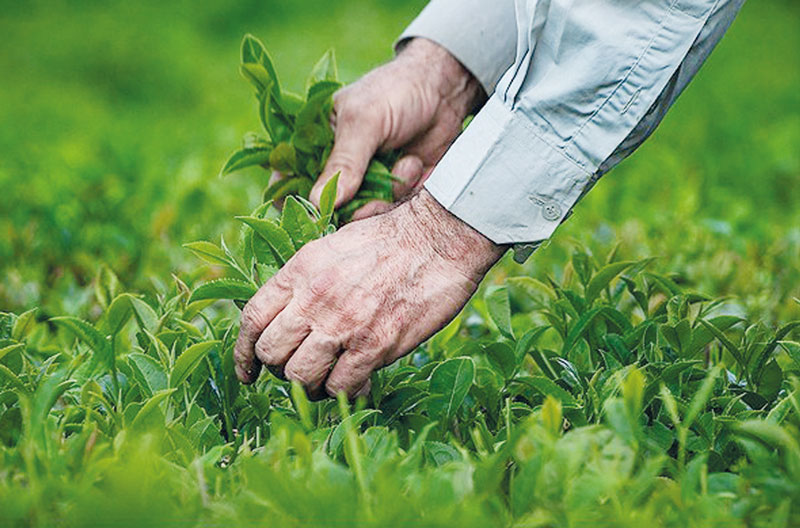 فرآیند تولید چای خشک فرآیند تولید چای خشک