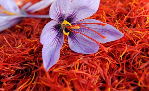 زعفران زعفران
