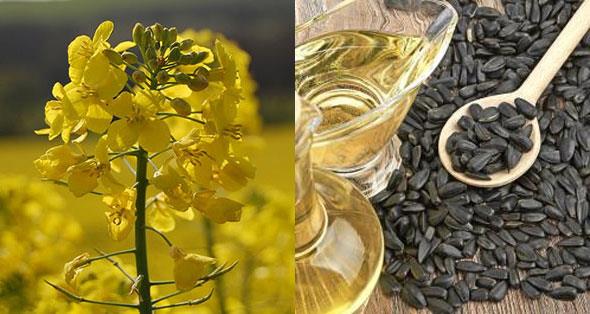روغن دانه کلزا (کانولا) – روغن دانه آفتابگردان روغن دانه کلزا (کانولا) – روغن دانه آفتابگردان