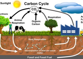 چرخه کربن چیست و چه اهمیتی در طبیعت دارد؟