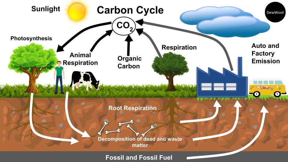 Carbon oxygen carbon dioxide