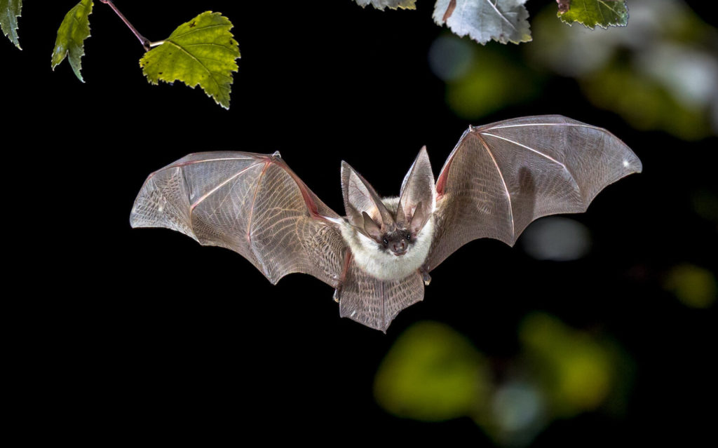جیوه خفاش چیست- از ویژگی ها و فواید افسانه ای آن چه می دانید؟