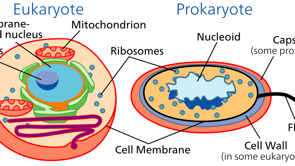 پروکاریوت و یوکاریوت چیست و چه تفاوتی دارند؟