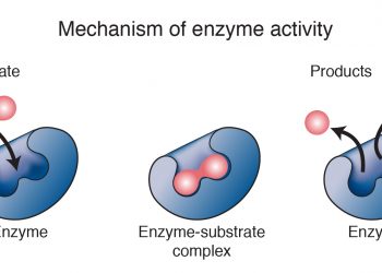در رابطه با آنزیم ها و عملکرد آنها چه می دانید؟