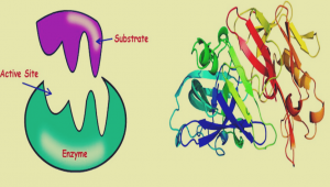 در رابطه با آنزیم ها و عملکرد آنها چه می دانید؟